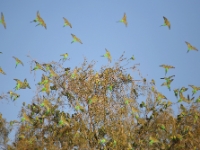 AliceSprings BudgiesInGreenTree 4234 m
