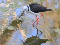 Black-wingedStilt 4577 m