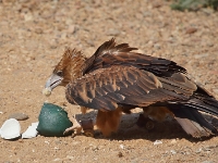 BushPark BlackBreastedBuzzard 5228 m