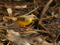 CentralAustralia Grey-headedHoneyeater DSC07849.pg