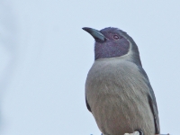 CentralAustralia MaskedWoodSwallow DSC07594