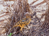 CentralAustralia WesternBowerBird DSC03784