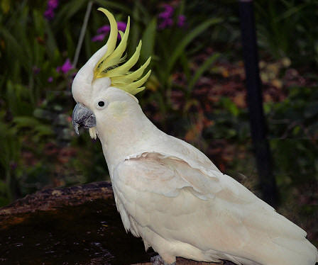 Australian Birds Backyard Birds