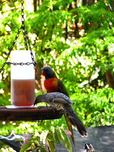 Australian Birds Backyard Birds