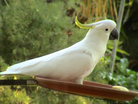 Australian Birds Backyard Birds