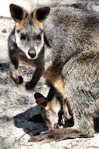 Grand Canyon National Park Where To Stay National Park Florida Keys