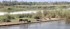 Nile River bank near Aswan, farm