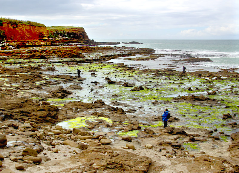 Petrified Forest in Curio Bay, South Island, New Zealand