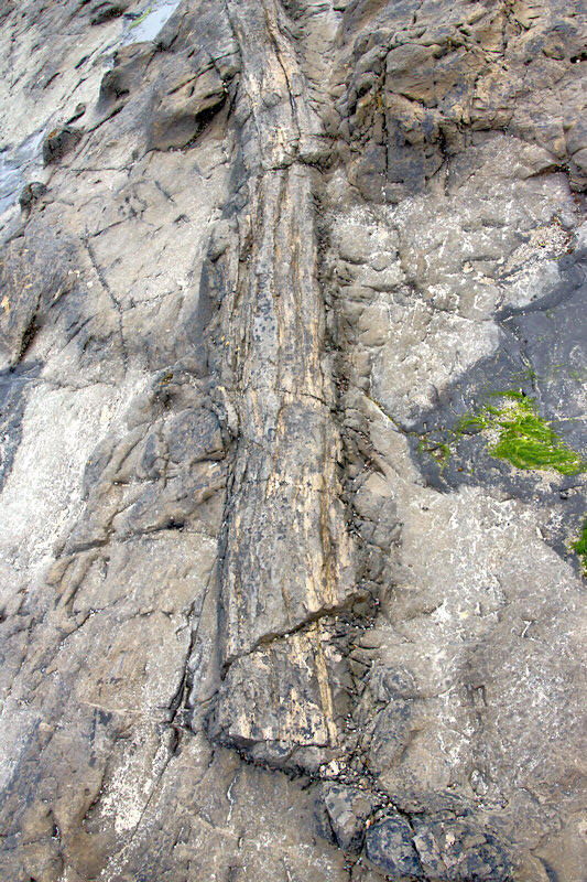 Petrified Forest in Curio Bay, South Island, New Zealand