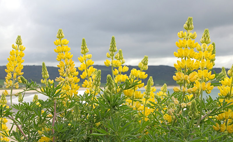 Flowers, Curio Bay, South Island, New Zealand