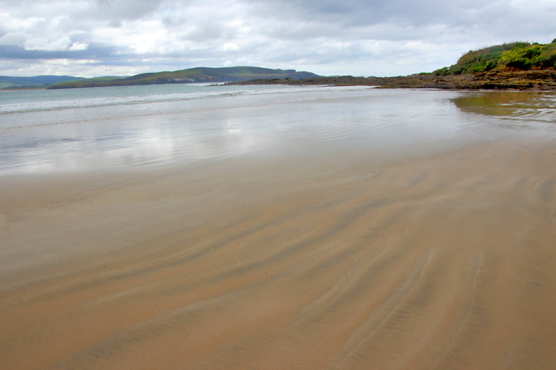 Beach, Curio Bay, South Island, New Zealand