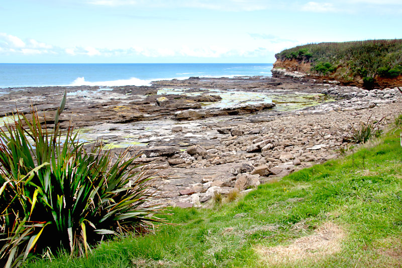 Petrified Forest in Curio Bay, South Island, New Zealand