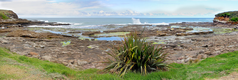 Petrified Forest in Curio Bay, South Island, New Zealand