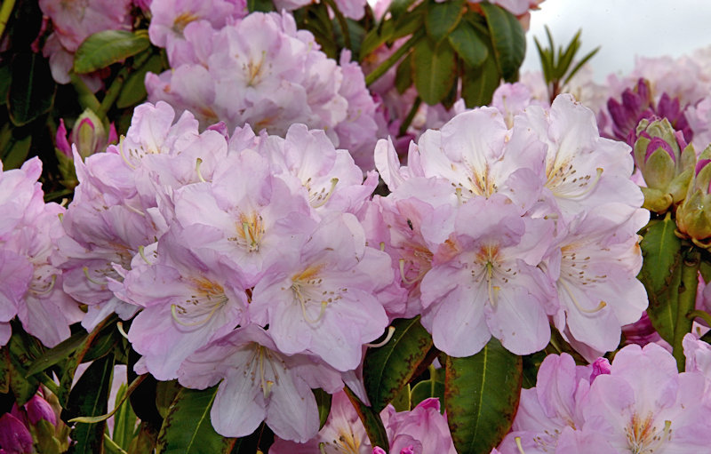 Invercargill - Rhododendrons in Otepuni Gardens, New Zealand