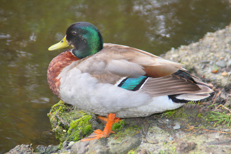 Mallard (Anas platyrhynchos) male, Invercargill, New Zealand