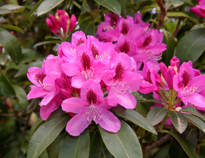 Invercargill - Rhododendrons in Otepuni Gardens, New Zealand