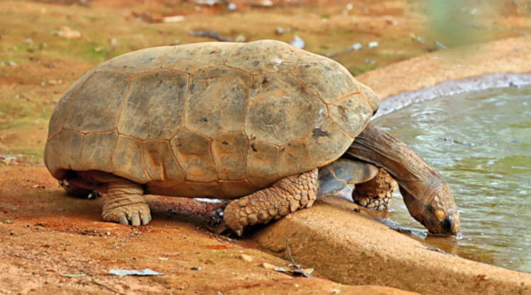 Brasilia_Yellow-footed Tortoise