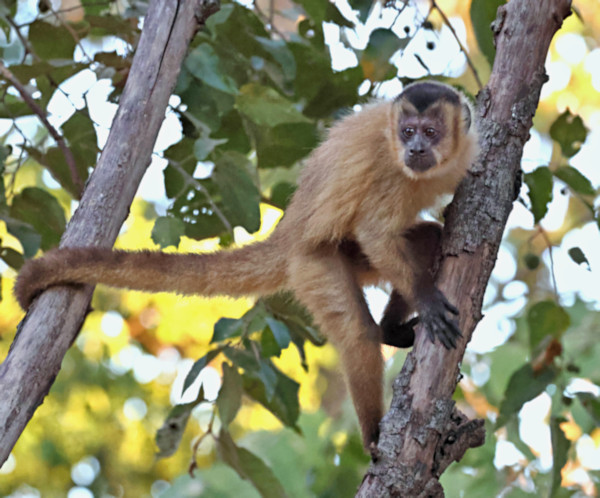 Brown Capuchin