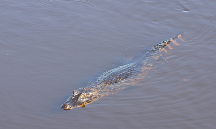 Caiman, Pantanal, Brazil