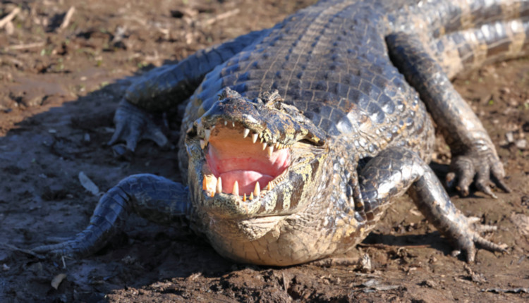 Caiman