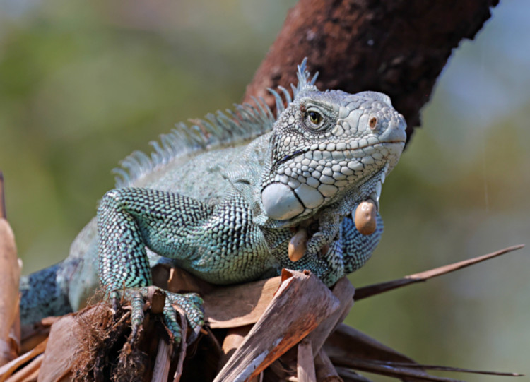 Green Iguana