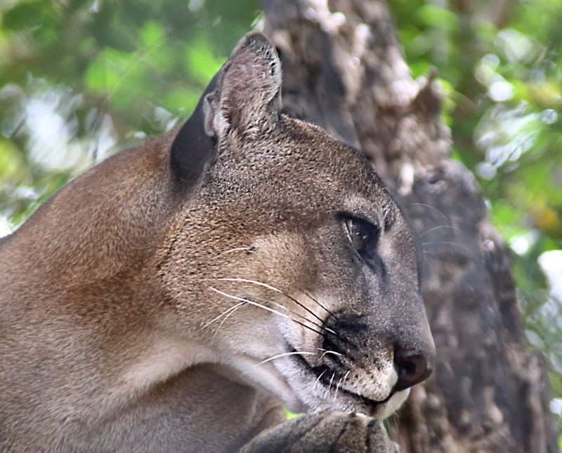 Puma, Centro de Rescate Las Pumas, near Monteverde, Costa Rica