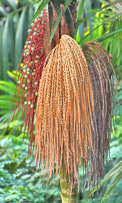 Palm tree, Soberania National Park, Panama