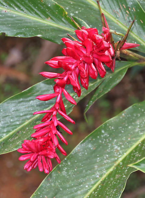 Soberania National Park, Panama