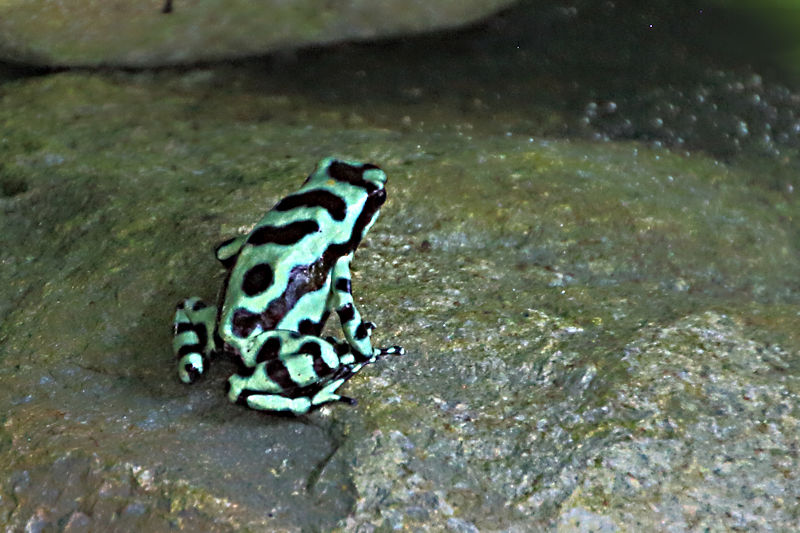 Green & Black Poison Dart Frog, Soberania National Park, Panama