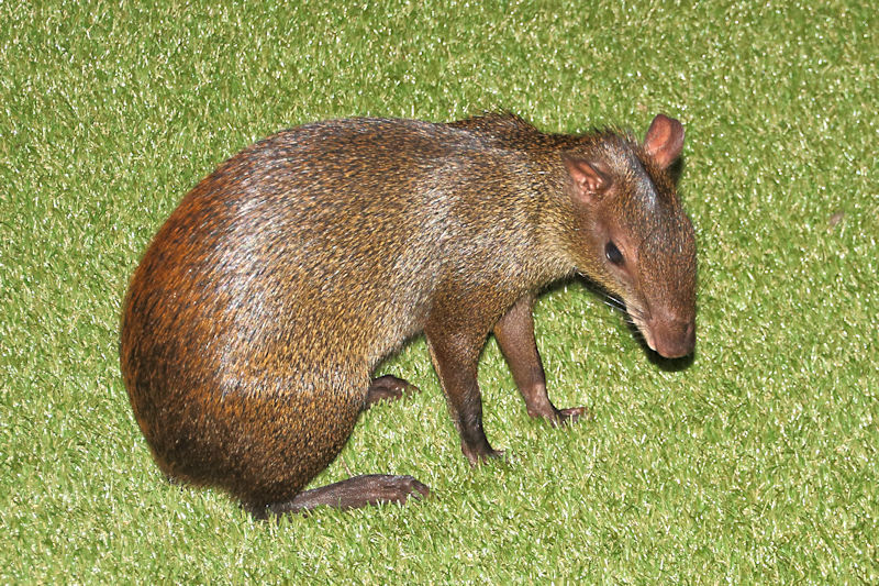 Agouti, Soberania National Park, Panama