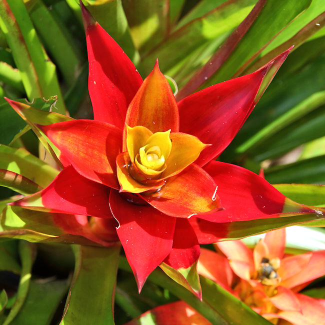 Bromeliad, Soberania National Park, Panama