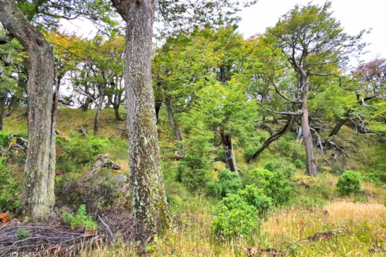 Beech Forest, Torres del Paine National Park, Chile