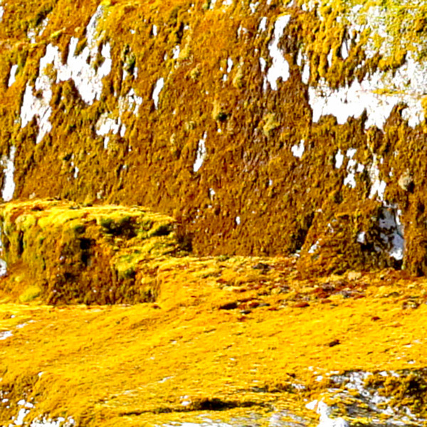 Algae rocks, Seno Iceberg fjord, Chile