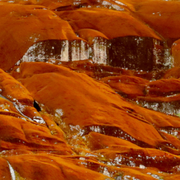 Algae rocks, Seno Iceberg fjord, Chile