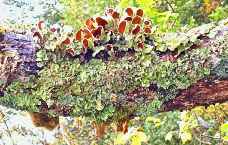 Agostini Landing+Lichens & Fungi