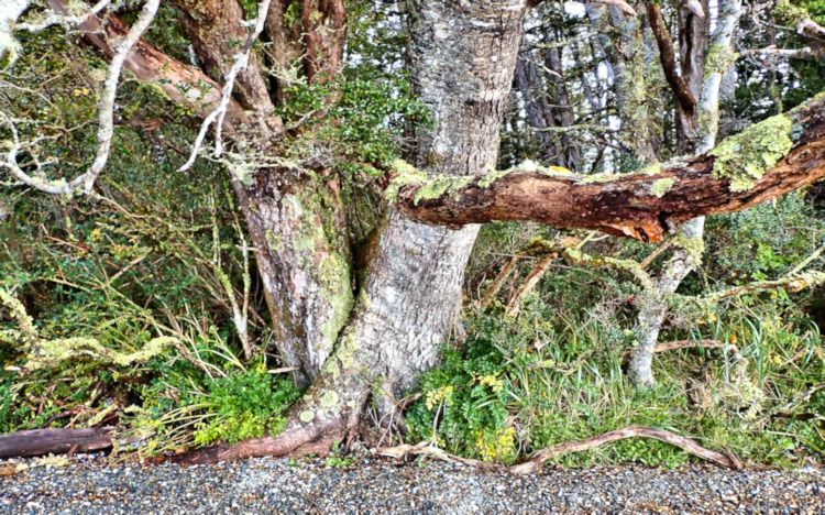 Agostini Landing, Beagle Channel, Old Tree