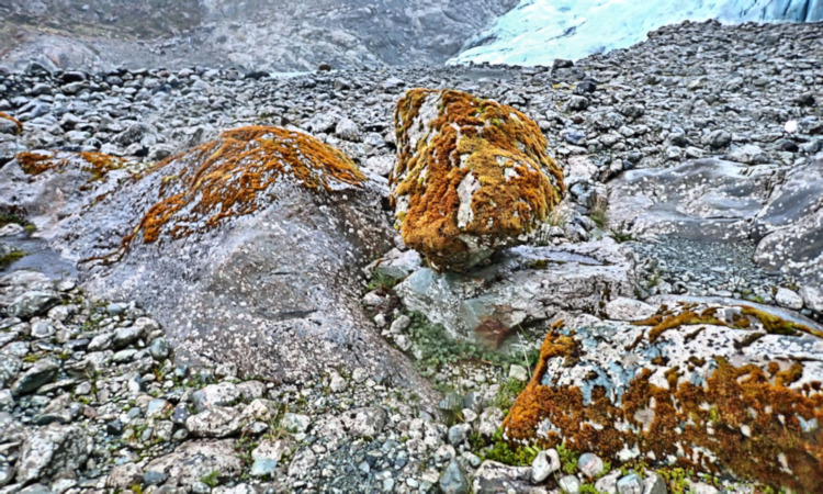 Bernal Glacie, moss rocks, Chile