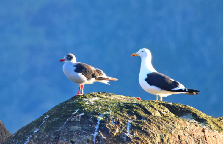 Dolphin Gull Non-breeding Adult& Kelp GUll 