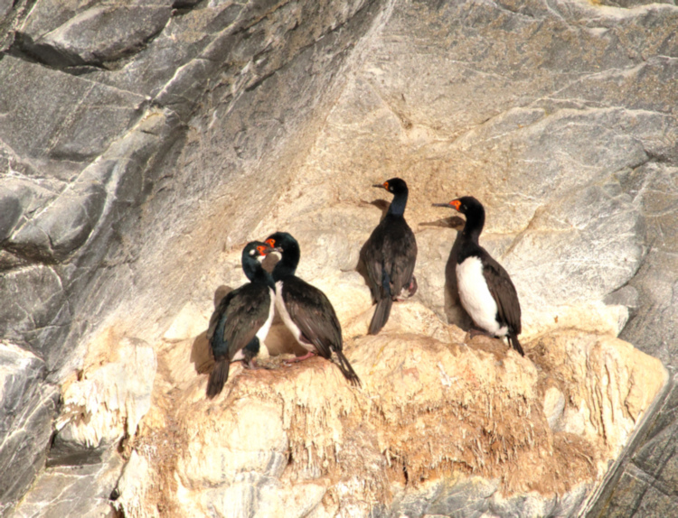 Magellanic Cormorants, Chile