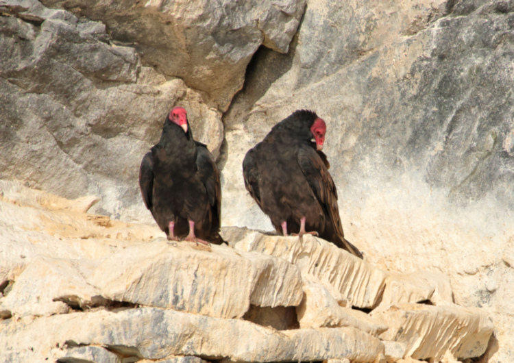 Turkey Vulture, Chile