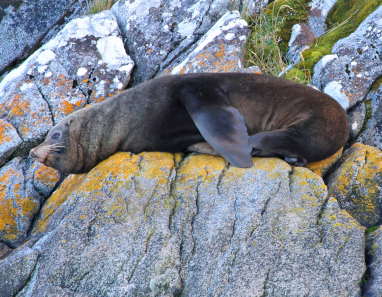South American Fur Seal