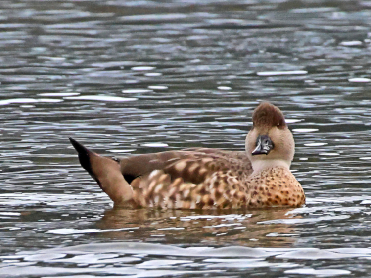 Agostini Landing_Patagonian Crested Duck