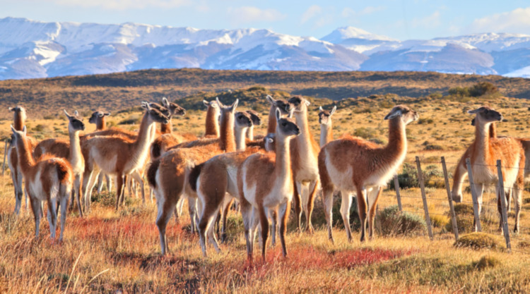 Guanaco, Torres del Paine National Park, Chile