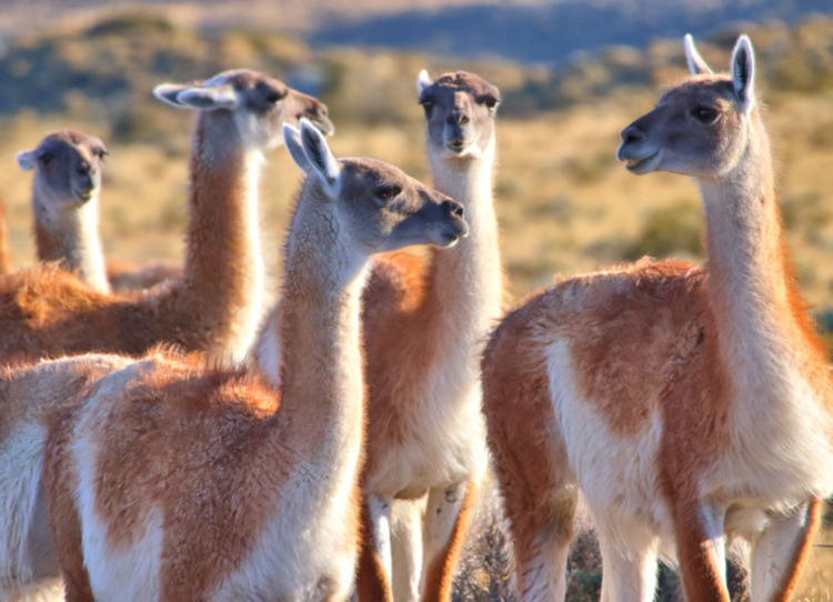 Guanaco, Torres del Paine National Park, Chile