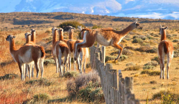 Guanaco, Torres del Paine National Park, Chile