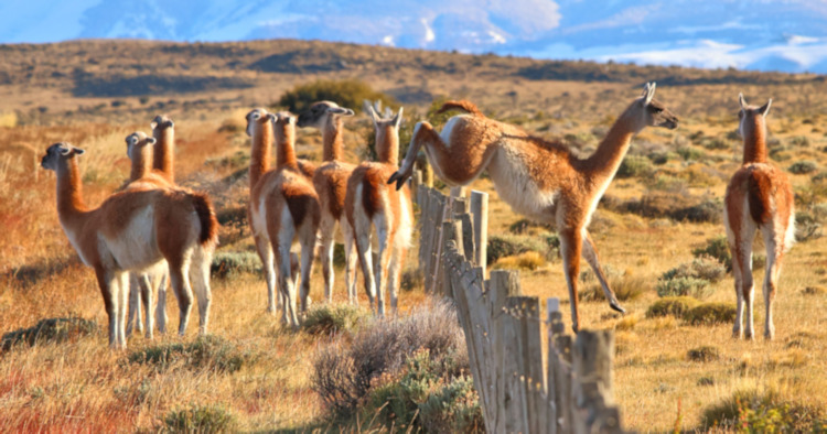 Guanaco, Torres del Paine National Park, Chile