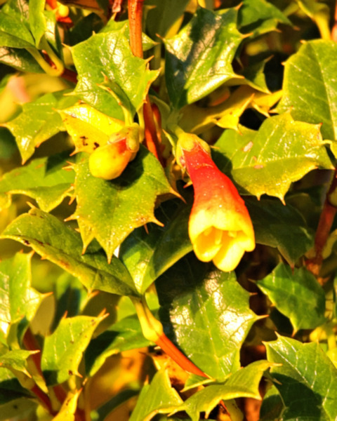 Flora, Kirke Canal landing, Chile