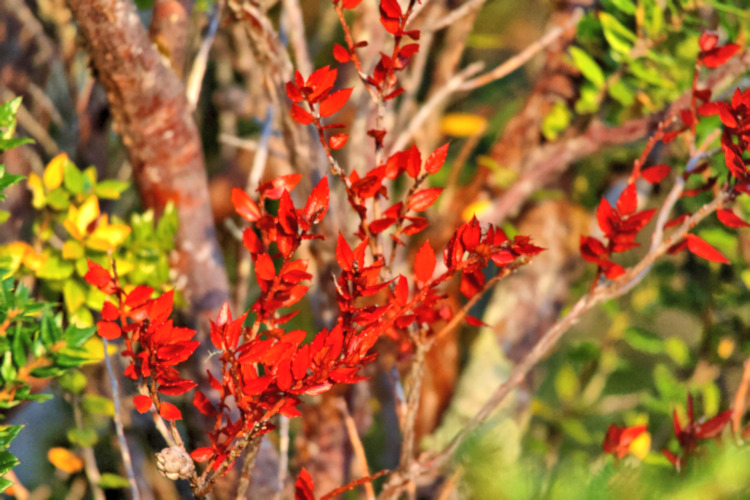 Flora, Kirke Canal landing, Chile