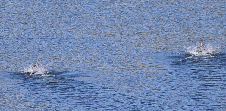 Flighless Steamer Ducks, Kirke Canal, Chile