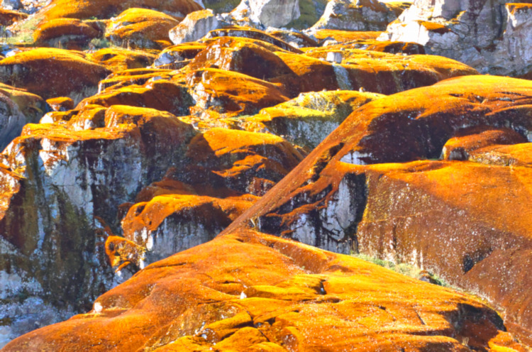 Algae rocks, Seno Iceberg fjord, Chile
